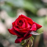 roses rouges pour la décoration de mariage