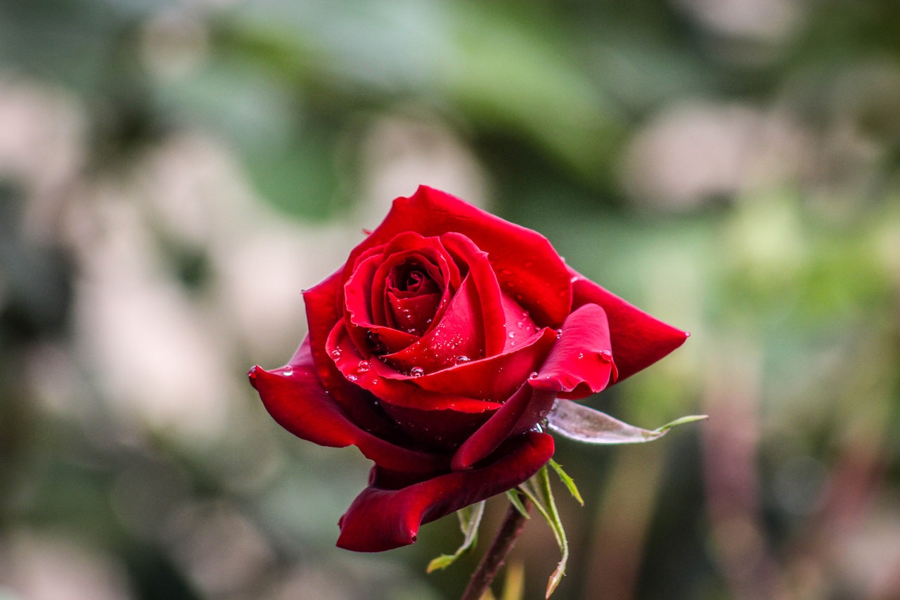 roses rouges pour la décoration de mariage